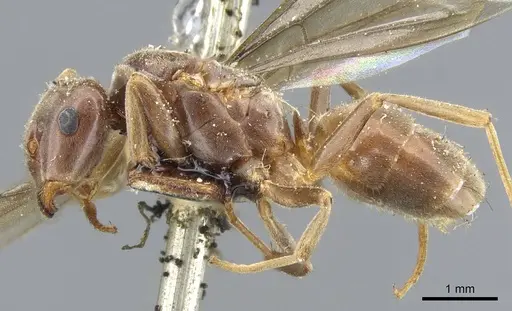 Lasius distinguendus specimen CASENT0905683 image casent0905683_3