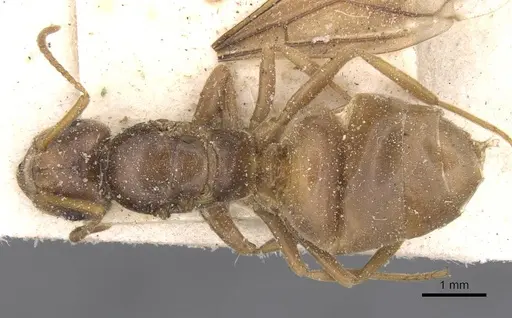 Lasius distinguendus specimen CASENT0912284 image casent0912284_1
