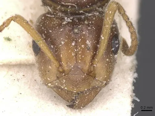 Lasius distinguendus specimen CASENT0912284 image casent0912284_2