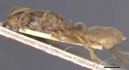 Lasius distinguendus specimen CASENT0912284 image casent0912284_3