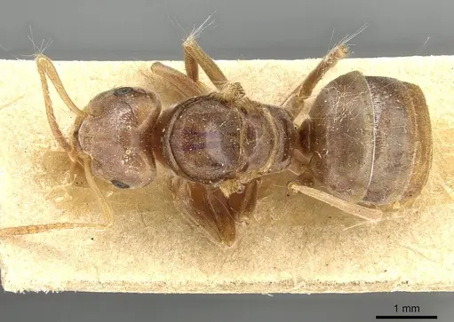 Lasius distinguendus specimen CASENT0915376 image casent0915376_1