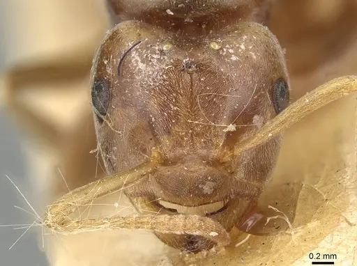 Lasius distinguendus specimen CASENT0915376 image casent0915376_2