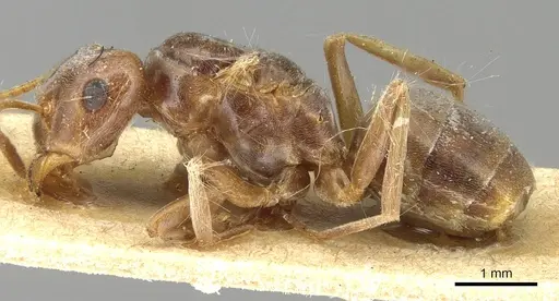 Lasius distinguendus specimen CASENT0915376 image casent0915376_3