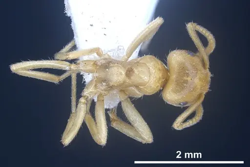 Lasius draco specimen ANTWEB1041268 image antweb1041268_1