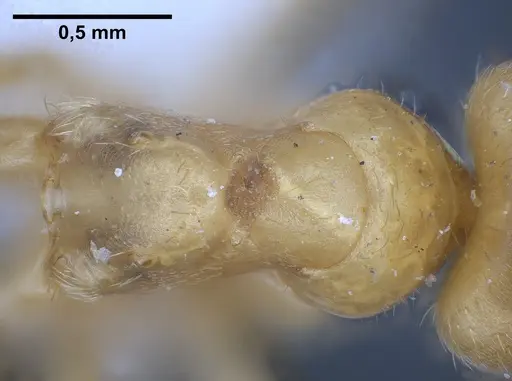 Lasius draco specimen ANTWEB1041268 image antweb1041268_2