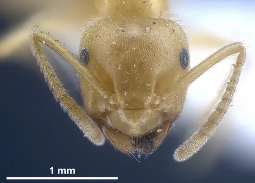 Lasius draco specimen ANTWEB1041268 image antweb1041268_3