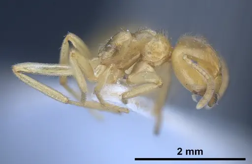 Lasius draco specimen ANTWEB1041268 image antweb1041268_4