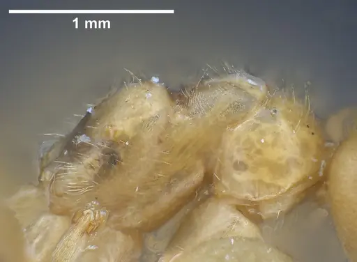 Lasius draco specimen ANTWEB1041268 image antweb1041268_5