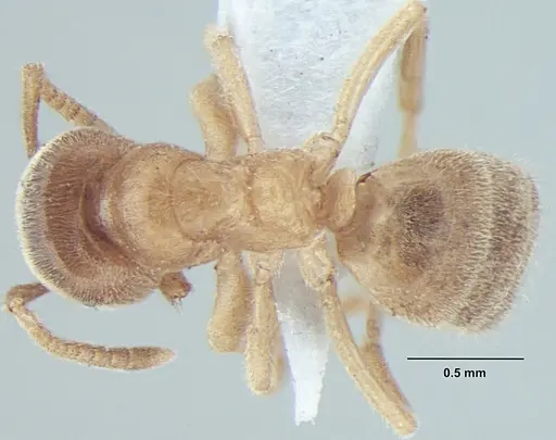 Lasius elevatus specimen ANTWEB1008001 image antweb1008001_1