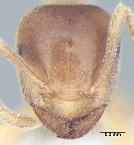 Lasius elevatus specimen ANTWEB1008001 image antweb1008001_2