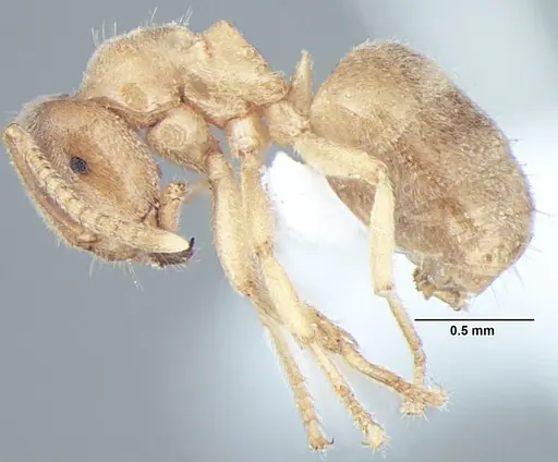 Lasius elevatus specimen ANTWEB1008001 image antweb1008001_3