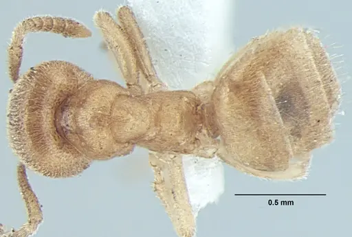 Lasius elevatus specimen ANTWEB1008002 image antweb1008002_1
