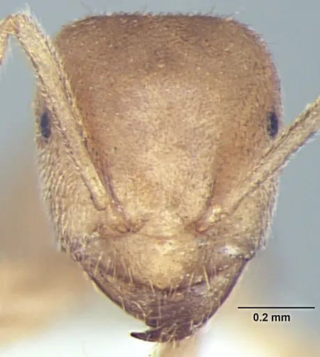 Lasius elevatus specimen ANTWEB1008002 image antweb1008002_2