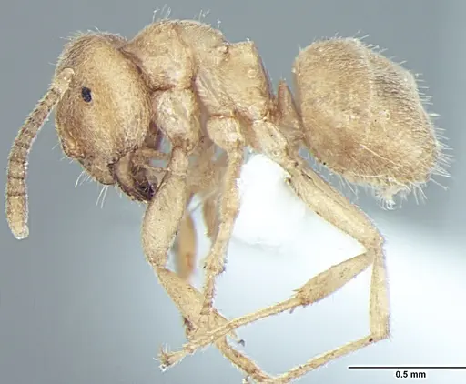 Lasius elevatus specimen ANTWEB1008002 image antweb1008002_3