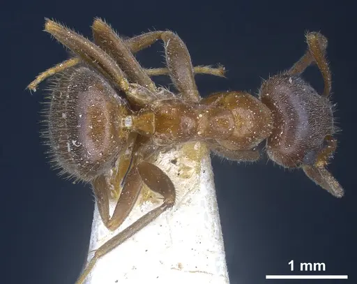 Lasius emarginatus specimen ANTWEB1041275 image antweb1041275_1