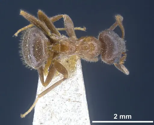Lasius emarginatus specimen ANTWEB1041275 image antweb1041275_2