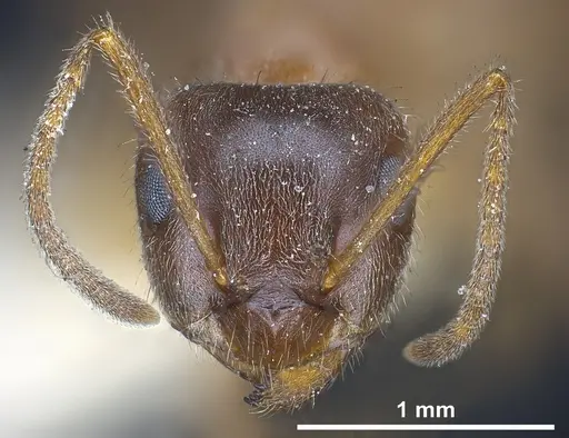 Lasius emarginatus specimen ANTWEB1041275 image antweb1041275_3