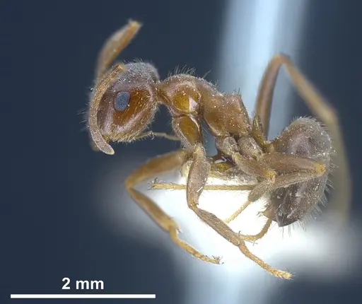 Lasius emarginatus specimen ANTWEB1041275 image antweb1041275_4