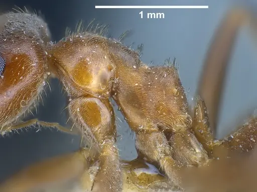 Lasius emarginatus specimen ANTWEB1041275 image antweb1041275_5