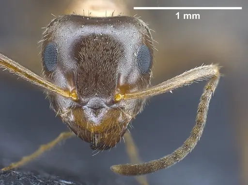 Lasius emarginatus specimen ANTWEB1041360 image antweb1041360_1