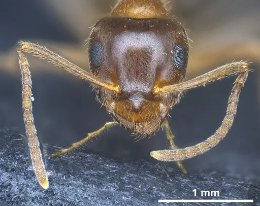 Lasius emarginatus specimen ANTWEB1041360 image antweb1041360_2