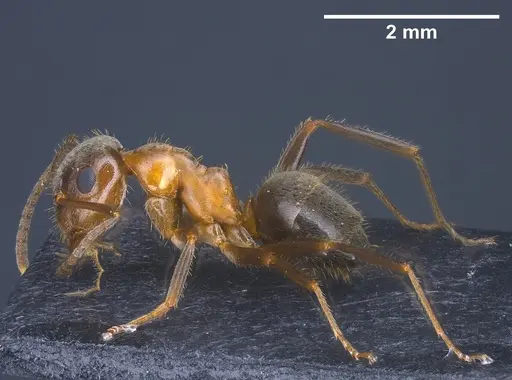 Lasius emarginatus specimen ANTWEB1041360 image antweb1041360_3