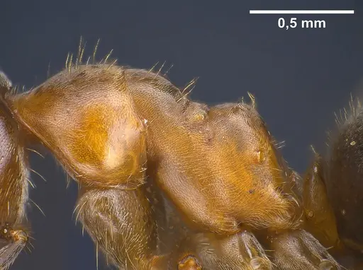 Lasius emarginatus specimen ANTWEB1041360 image antweb1041360_4