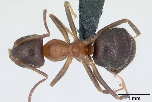 Lasius emarginatus specimen CASENT0172762 image casent0172762_1