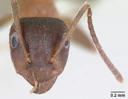 Lasius emarginatus specimen CASENT0172762 image casent0172762_2