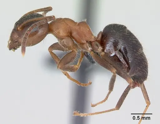Lasius emarginatus specimen CASENT0172762 image casent0172762_3