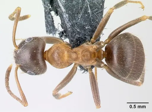 Lasius emarginatus specimen CASENT0179933 image casent0179933_1