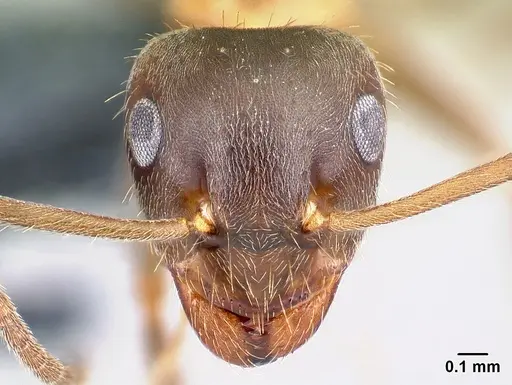 Lasius emarginatus specimen CASENT0179933 image casent0179933_2