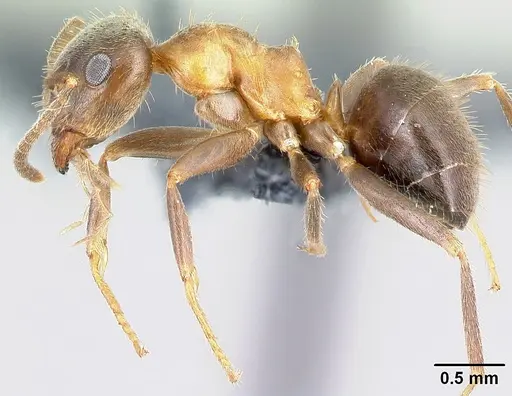 Lasius emarginatus specimen CASENT0179933 image casent0179933_3