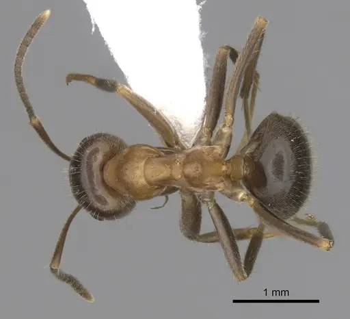 Lasius emarginatus specimen CASENT0280445 image casent0280445_1