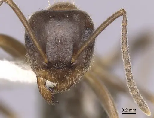 Lasius emarginatus specimen CASENT0280445 image casent0280445_2