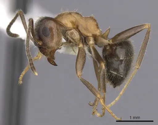 Lasius emarginatus specimen CASENT0280445 image casent0280445_3