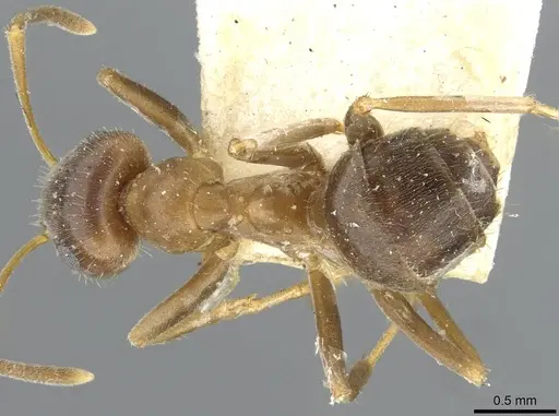 Lasius emarginatus specimen CASENT0911045 image casent0911045_1