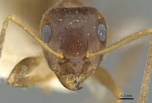Lasius emarginatus specimen CASENT0911045 image casent0911045_2