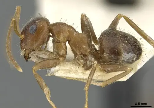 Lasius emarginatus specimen CASENT0911045 image casent0911045_3