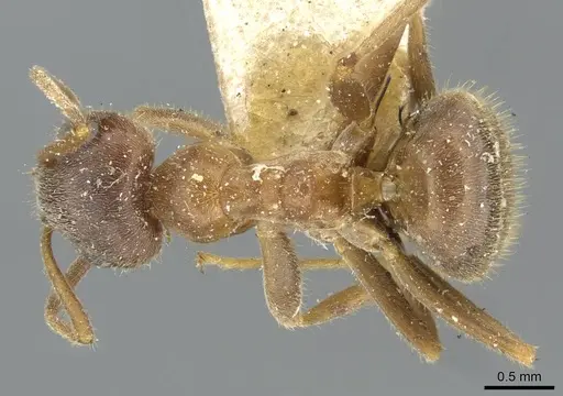 Lasius emarginatus specimen CASENT0911046 image casent0911046_1