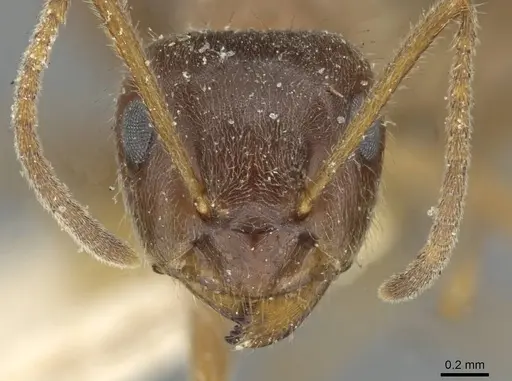 Lasius emarginatus specimen CASENT0911046 image casent0911046_2