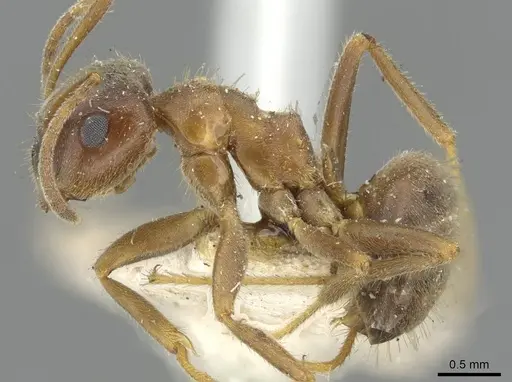Lasius emarginatus specimen CASENT0911046 image casent0911046_3