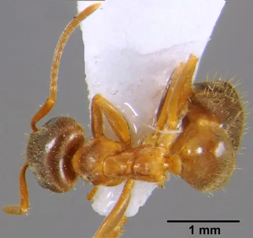 Lasius emarginatus specimen CFH000014 image cfh000014_1