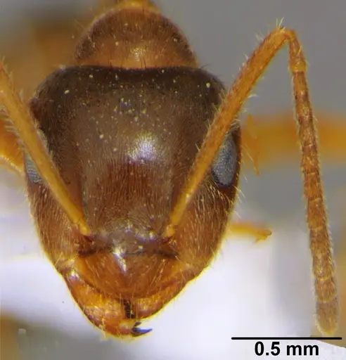 Lasius emarginatus specimen CFH000014 image cfh000014_2