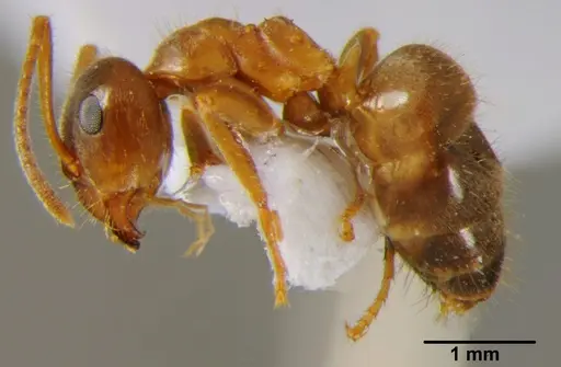 Lasius emarginatus specimen CFH000014 image cfh000014_3