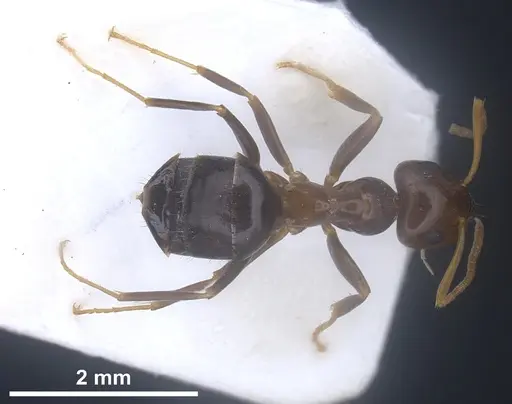 Lasius excavatus specimen ANTWEB1041440 image antweb1041440_1