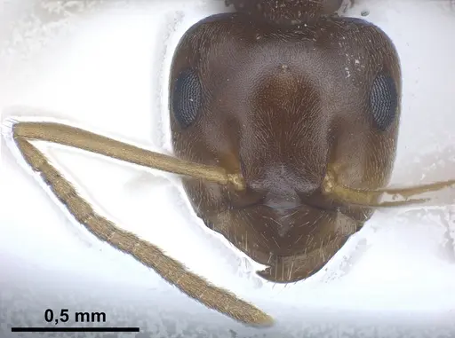 Lasius excavatus specimen ANTWEB1041440 image antweb1041440_3