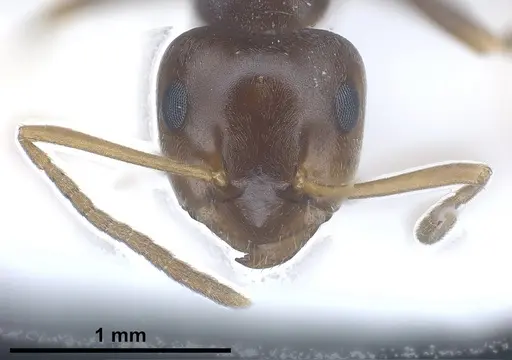 Lasius excavatus specimen ANTWEB1041440 image antweb1041440_4