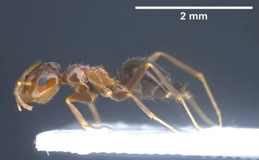 Lasius excavatus specimen ANTWEB1041440 image antweb1041440_5