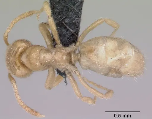Lasius fallax specimen CASENT0064824 image casent0064824_1